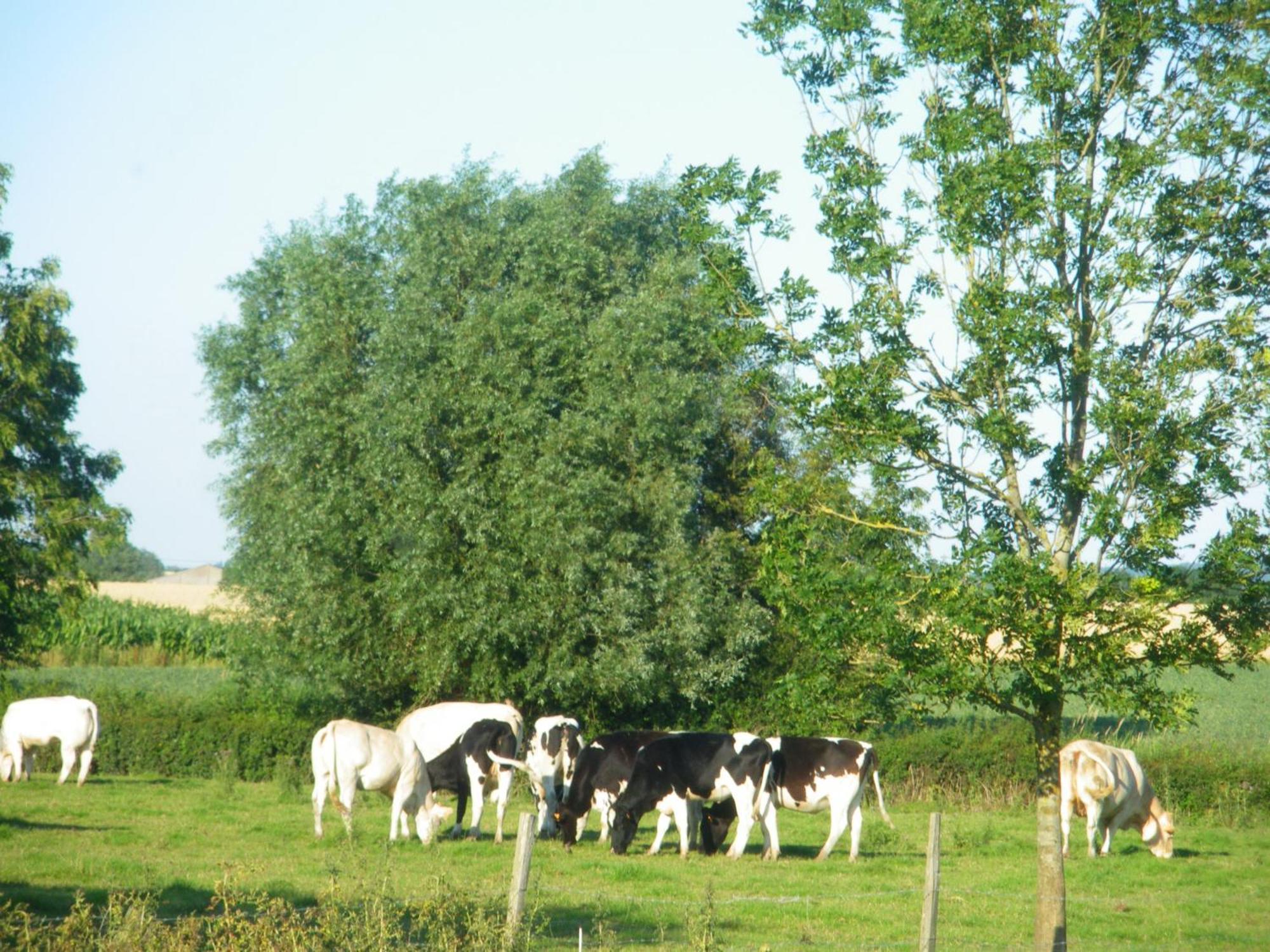 La Vallee Des Trois Monts Saint-Sylvestre-Cappel Bagian luar foto